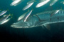 slides/_MG_8159_Edit.jpg Barracuda, Coral Sea Fans Rocks, Underwater _MG_8159_Edit