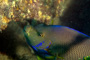 slides/_MG_8169_Edit.jpg Blue Angelfish, Coral Sea Fans Rocks, Underwater _MG_8169_Edit