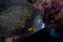 slides/_MG_8179_Edit.jpg Angelfish, Coral Sea Fans Rocks, French Angel, Underwater _MG_8179_Edit