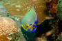 slides/_MG_8196_Edit.jpg Angelfish, Coral Sea Fans Rocks, Queen Angel, Underwater _MG_8196_Edit