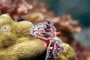 slides/_MG_8232_Edit.jpg Chrstmas Tree Worm, Coral Sea Fans Rocks, Underwater _MG_8232_Edit