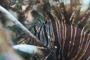 slides/_MG_8247.jpg Coral Sea Fans Rocks, Lionfish, Underwater _MG_8247