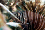 slides/_MG_8247_Edit.jpg Coral Sea Fans Rocks, Lionfish, Underwater _MG_8247_Edit