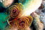 slides/_MG_8259_Edit.jpg Chrstmas Tree Worm, Coral Sea Fans Rocks, Underwater _MG_8259_Edit