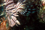 slides/_MG_8261_Edit.jpg Coral Sea Fans Rocks, Lionfish, Underwater _MG_8261_Edit