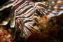 slides/_MG_8270.jpg Coral Sea Fans Rocks, Lionfish, Underwater _MG_8270