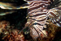 slides/_MG_8271_Edit.jpg Coral Sea Fans Rocks, Lionfish, Underwater _MG_8271_Edit