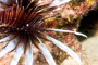 slides/_MG_8280_Edit.jpg Coral Sea Fans Rocks, Lionfish, Underwater _MG_8280_Edit