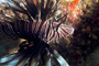 slides/_MG_8286_Edit_1.jpg Coral Sea Fans Rocks, Lionfish, Underwater _MG_8286_Edit_1