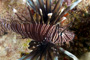 slides/_MG_8287_Edit.jpg Coral Sea Fans Rocks, Lionfish, Underwater _MG_8287_Edit