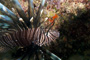 slides/_MG_8288_Edit.jpg Coral Sea Fans Rocks, Lionfish, Underwater _MG_8288_Edit