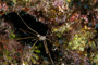 slides/_MG_8290_Edit.jpg Arrow Crab, Coral Sea Fans Rocks, Underwater _MG_8290_Edit