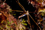 slides/_MG_8295_Edit.jpg Arrow Crab, Coral Sea Fans Rocks, Underwater _MG_8295_Edit