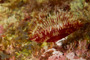 slides/_MG_8307.jpg Coral Sea Fans Rocks, Feather Duster Worm, Underwater _MG_8307