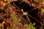 slides/_MG_8314.jpg Arrow Crab, Coral Sea Fans Rocks, Underwater _MG_8314