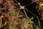 slides/_MG_8316_Edit.jpg Arrow Crab, Coral Sea Fans Rocks, Underwater _MG_8316_Edit