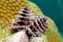 slides/_MG_8377_Edit.jpg Chrstmas Tree Worm, Coral Sea Fans Rocks, Underwater _MG_8377_Edit