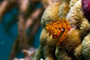 slides/_MG_8379_Edit.jpg Chrstmas Tree Worm, Coral Sea Fans Rocks, Underwater _MG_8379_Edit