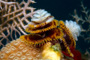 slides/_MG_8413_Edit.jpg Chrstmas Tree Worm, Coral Sea Fans Rocks, Underwater _MG_8413_Edit