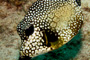 slides/_MG_8418_Edit.jpg Coral Sea Fans Rocks, Trunkfish, Underwater _MG_8418_Edit