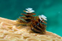 slides/_MG_8422_Edit.jpg Chrstmas Tree Worm, Coral Sea Fans Rocks, Underwater _MG_8422_Edit