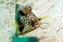 slides/_MG_8431_Edit.jpg Coral Sea Fans Rocks, Trunkfish, Underwater _MG_8431_Edit