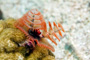 slides/_MG_8435_Edit.jpg Chrstmas Tree Worm, Coral Sea Fans Rocks, Underwater _MG_8435_Edit