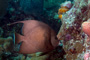 slides/_MG_8438_Edit.jpg Angelfish, Coral Sea Fans Rocks, Grey Angel, Underwater _MG_8438_Edit