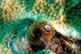 slides/_MG_8439_Edit.jpg Chrstmas Tree Worm, Coral Sea Fans Rocks, Underwater _MG_8439_Edit