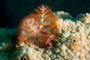 slides/_MG_8456_Edit.jpg Chrstmas Tree Worm, Coral Sea Fans Rocks, Underwater _MG_8456_Edit