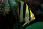 slides/_MG_8464_Edit.jpg Butterflyfish, Coral Sea Fans Rocks, Underwater _MG_8464_Edit