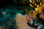 slides/_MG_8465_Edit.jpg Chrstmas Tree Worm, Coral Sea Fans Rocks, Underwater _MG_8465_Edit