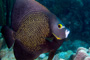 slides/_MG_8507_Edit.jpg Angelfish, Coral Sea Fans Rocks, French Angel, Underwater _MG_8507_Edit