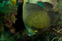 slides/_MG_8509_Edit.jpg Angelfish, Coral Sea Fans Rocks, French Angel, Underwater _MG_8509_Edit