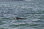 slides/_MG_8817.jpg Dolphin _MG_8817