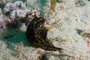 slides/_MG_1041.jpg Coral Sea Fans Rocks, Florida Regal Sea Goddess Nudibranch, Underwater _MG_1041