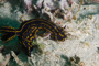 slides/_MG_1046.jpg Coral Sea Fans Rocks, Florida Regal Sea Goddess Nudibranch, Underwater _MG_1046