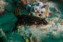 slides/_MG_1049.jpg Coral Sea Fans Rocks, Florida Regal Sea Goddess Nudibranch, Underwater _MG_1049