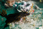 slides/_MG_1050.jpg Coral Sea Fans Rocks, Florida Regal Sea Goddess Nudibranch, Underwater _MG_1050