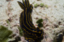 slides/_MG_1058.jpg Coral Sea Fans Rocks, Florida Regal Sea Goddess Nudibranch, Underwater _MG_1058