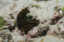 slides/_MG_1060.jpg Coral Sea Fans Rocks, Florida Regal Sea Goddess Nudibranch, Underwater _MG_1060