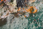 slides/_MG_1067.jpg Arrow Crab, Coral Sea Fans Rocks, Underwater _MG_1067