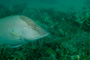 slides/_MG_1070.jpg Coral Sea Fans Rocks, Underwater, hogfish _MG_1070