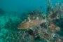 slides/_MG_1104.jpg Coral Sea Fans Rocks, Grouper, Underwater _MG_1104