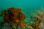 slides/_MG_1128.jpg Coral Sea Fans Rocks, Underwater _MG_1128