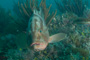 slides/_MG_1146.jpg Coral Sea Fans Rocks, Grouper, Underwater _MG_1146