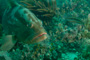 slides/_MG_1147.jpg Coral Sea Fans Rocks, Grouper, Underwater _MG_1147