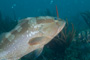 slides/_MG_1148.jpg Coral Sea Fans Rocks, Grouper, Underwater _MG_1148