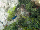 slides/CRW_0253_Edit.jpg Coral Sea Fans Rocks, Underwater, YellowTail Damselfish CRW_0253_Edit