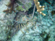 slides/CRW_0271_Edit.jpg Coral Sea Fans Rocks, Lobster, Underwater CRW_0271_Edit